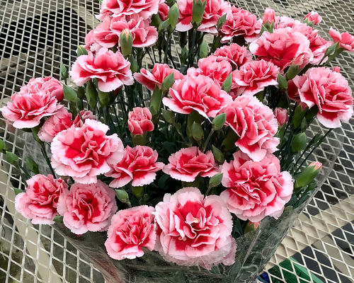 786802fa42094c08cf2baefd414b28