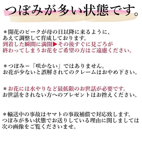 2023の最新品種！「いちごキャンディ」大ぶり母の日カーネーション生花