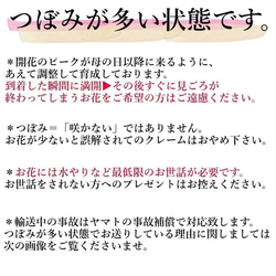 2022の新品種！「ももみるく」大ぶり母の日カーネーション生花鉢植え★金賞農家の産地直送★5号鉢 9枚目の画像