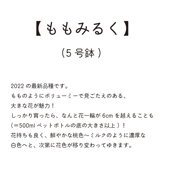 2022の新品種！「ももみるく」大ぶり母の日カーネーション生花鉢植え★金賞農家の産地直送★5号鉢 6枚目の画像