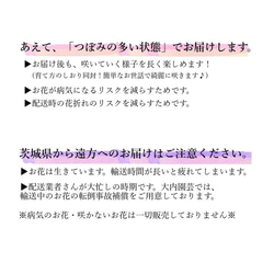 2022の新品種！「ももみるく」大ぶり母の日カーネーション生花鉢植え★金賞農家の産地直送★5号鉢 10枚目の画像