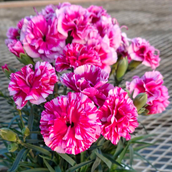 油絵　額入り　F8「母の日のカーネーション」 油絵 額入り F8「母の日のカーネーション」 油絵 額入り F8「母