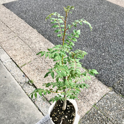 最終再販！！  大株！  幹太め♡  葉山椒  サンショウ  4号ポット苗 2枚目の画像