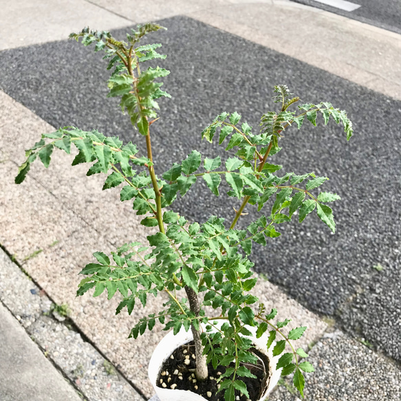 最終再販！！  大株！  幹太め♡  葉山椒  サンショウ  4号ポット苗 3枚目の画像