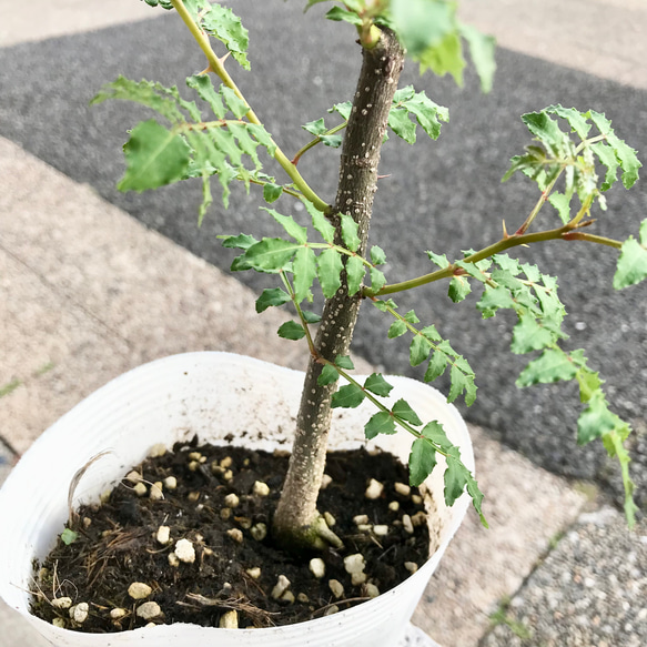 最終再販！！  大株！  幹太め♡  葉山椒  サンショウ  4号ポット苗 4枚目の画像