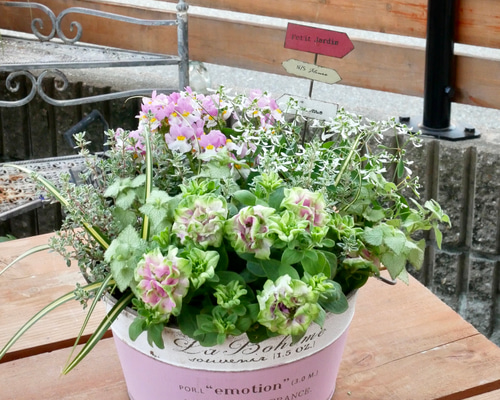 大人気のペチュニア 湘南ヴェルデ カラーリーフ 秋まで楽しめる 寄せ