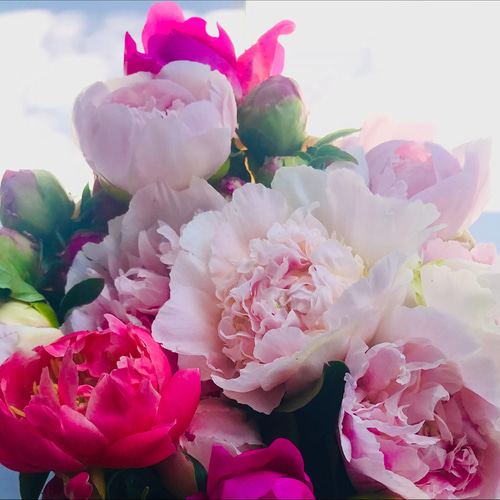 DOLCE&GABBANA 定価9万4千円 芍薬と薔薇の花ビキニ DOLCE&GABBANA 定価9万4千円 芍薬と薔薇の花ビキニ