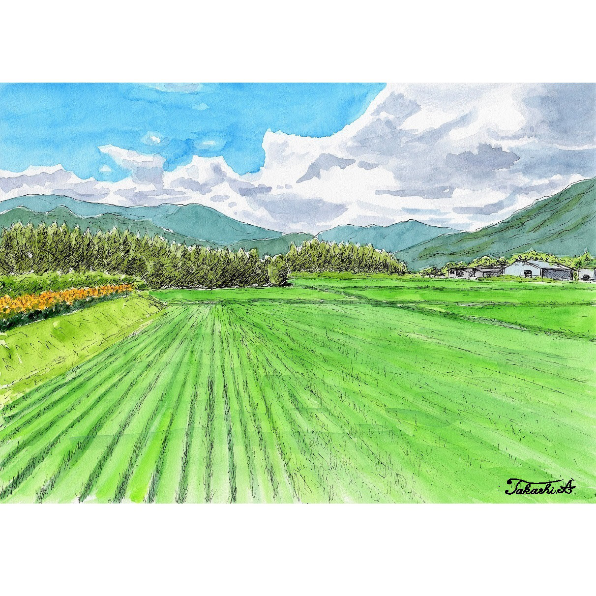 720＊夏の白樺平 水彩画 原画 風景画 透明水彩画 - メルカリ