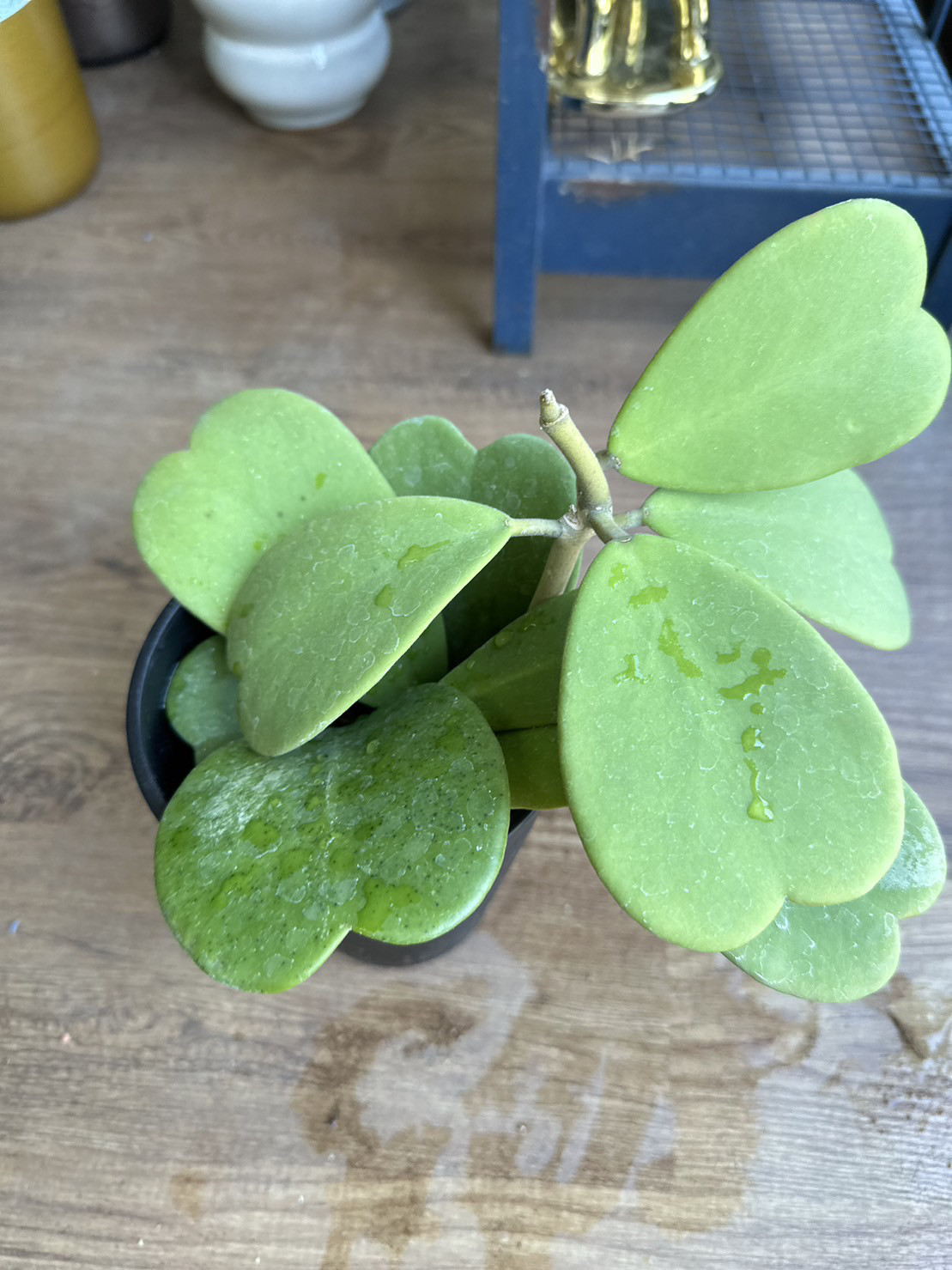 ①ホヤ 植物 ハート型葉 健康な根 葉