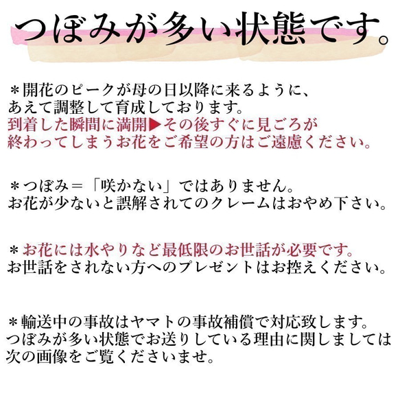 超お得な2種セット「ひと味違うセット」《送料無料》生花鉢植え★金賞農家の産地直送・大ぶり母の日カーネーション★5号鉢 5枚目の画像