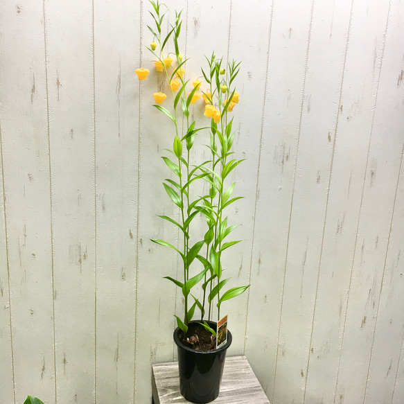 希少 開花株♡ サンダーソニア 〝オーランティアカ〟鉢植え その他