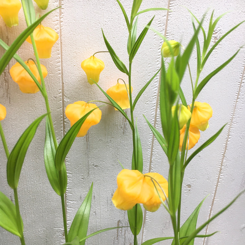 希少 開花株♡ サンダーソニア 〝オーランティアカ〟鉢植え その他