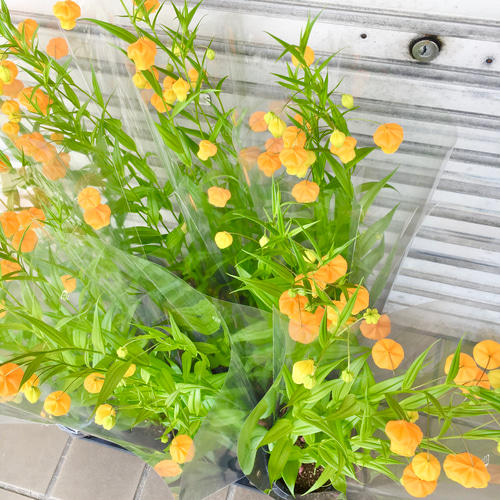 希少 開花株♡ サンダーソニア 〝オーランティアカ〟鉢植え その他