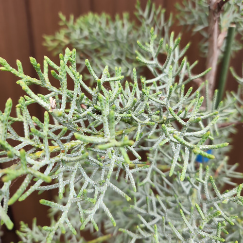 シルバーグリーンの葉が綺麗♡ブルーアイス 鉢植え コニファ ドライ