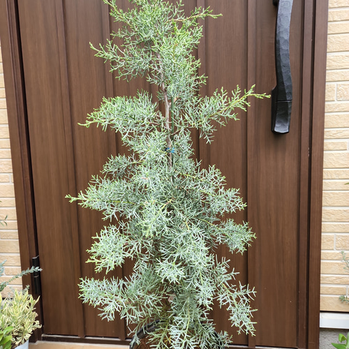 シルバーグリーンの葉が綺麗♡ブルーアイス 鉢植え コニファ シルバーグリーンの葉が綺麗♡ブルーアイス 鉢植え コニファ