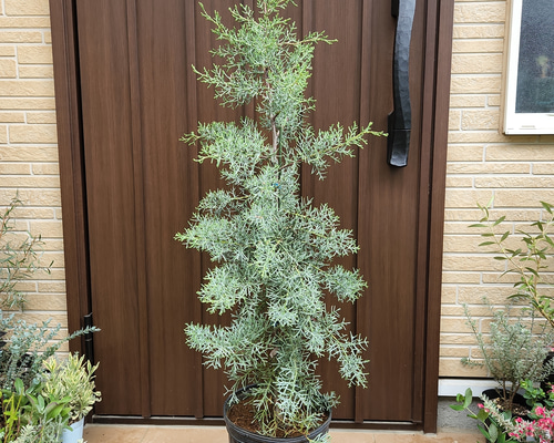 シルバーグリーンの葉が綺麗♡ブルーアイス 鉢植え コニファ