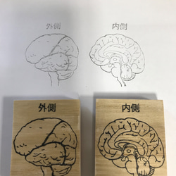 脳の外側、内側 2本セット はんこ・スタンプ ケニー 通販 15863030