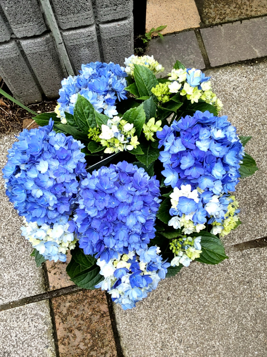 紫陽花【 星あつめブルー】直径40cm位大苗 ミルキーウェイのよう知る人ぞ知る万華鏡超の人気品種自然栽培まだ花芽なし