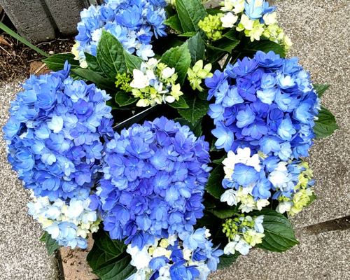 紫陽花【 星あつめブルー】直径40cm位大苗 ミルキーウェイのよう