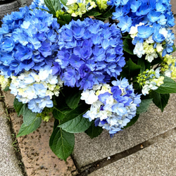 紫陽花【A  星あつめブルー】直径40cm位大苗 花の集まりがミルキーウェイのように美しい知る人ぞ知る万華鏡超の人気品種 3枚目の画像