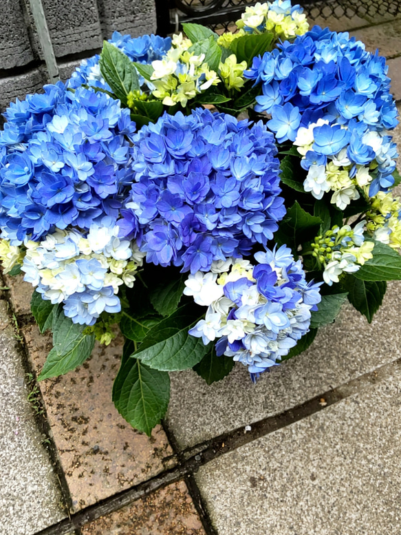紫陽花【A  星あつめブルー】直径40cm位大苗 花の集まりがミルキーウェイのように美しい知る人ぞ知る万華鏡超の人気品種 3枚目の画像