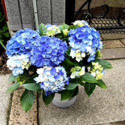 紫陽花【A  星あつめブルー】直径40cm位大苗 花の集まりがミルキーウェイのように美しい知る人ぞ知る万華鏡超の人気品種 2枚目の画像