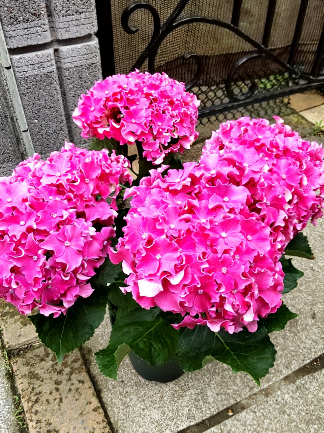 VZ B4BC ゴーグル 紫/ピンク 花柄 シャビーシックな花柄壁紙 - ピンク