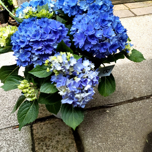 紫陽花【B 星あつめブルー】直径40cm位大苗小さな花の集まりが