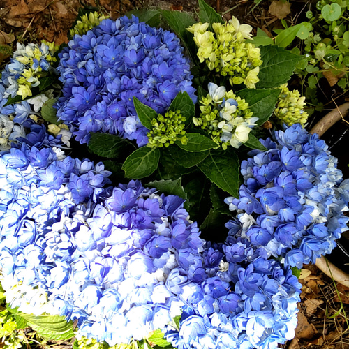 紫陽花【B 星あつめブルー】直径40cm位大苗小さな花の集まりが
