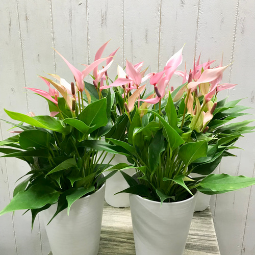 花付き抜群 アンスリウム リリー 4.5号 その他インテリア雑貨