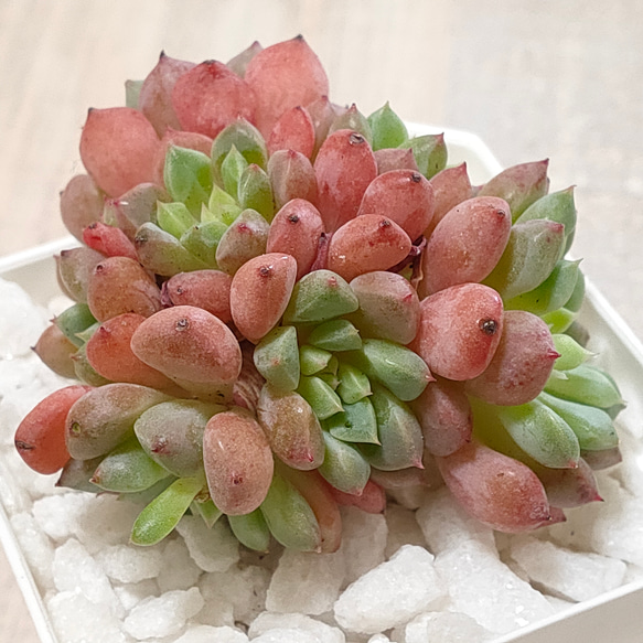 ぴ*け様 B1688-5　キュートバブル　20株　抜き苗　多肉植物 エケベリア ぴ*け様 B1688-5 キュートバブル 20株 抜き苗 多肉植物