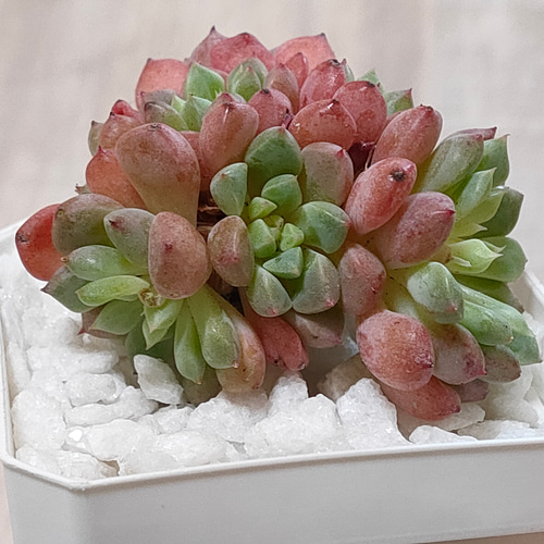 ぴ*け様 B1688-5　キュートバブル　20株　抜き苗　多肉植物 エケベリア ぴ*け様 B1688-5 キュートバブル 20株 抜き苗 多肉植物