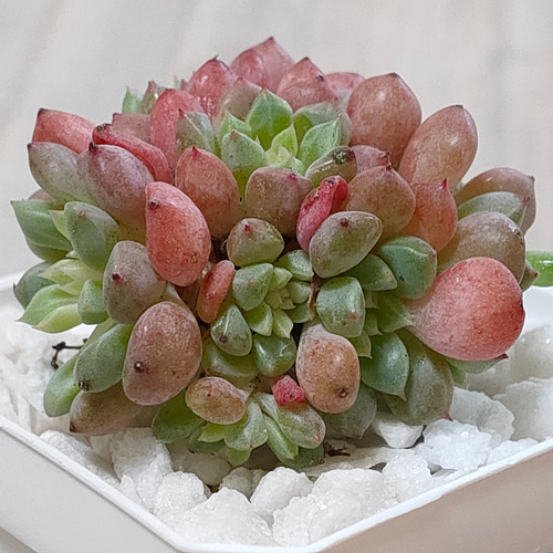 キュートバブル【多肉植物】 多肉植物 エケベリアSKETCH 通販