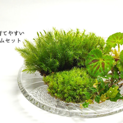 水晶入りアーシングポット（芝生タイプ） その他素材 tunsam 通販