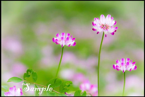 ◇レンゲの花の写真 1枚目の画像