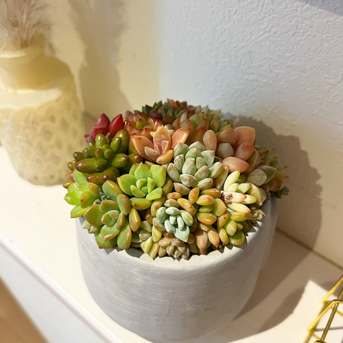 多肉植物 グラデーションタイプ 多肉植物 グレーと赤のグラデーション