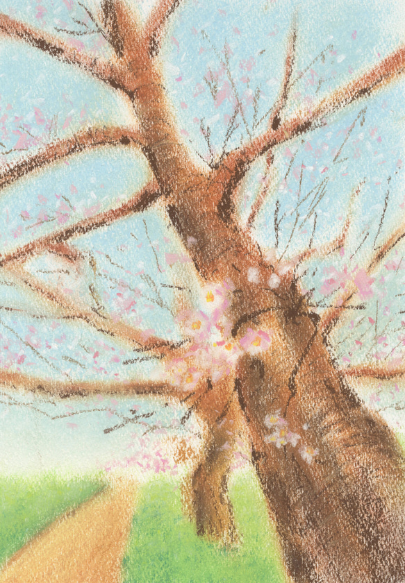 桜（パステル画・マット紙付き） 2枚目の画像