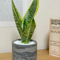 サンセベリア　陶器　植物　観葉植物　マイナスイオンで身体にも優しい　インテリアに！ 2枚目の画像