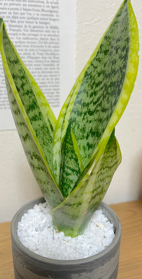 サンセベリア　陶器　植物　観葉植物　マイナスイオンで身体にも優しい　インテリアに！ 4枚目の画像