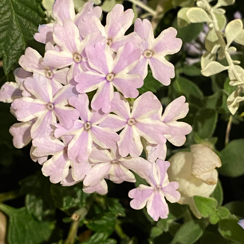 母の日ギフト】ビバーナム『スノーボール』をメインにやさしい色合いの