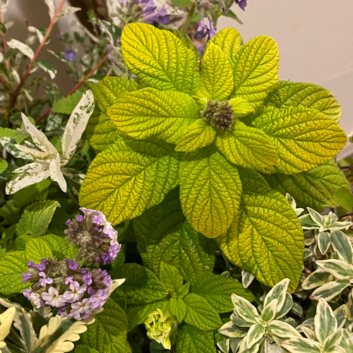 母の日ギフト】ビバーナム『スノーボール』をメインにやさしい色合いの