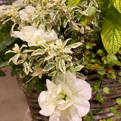 母の日ギフト】ビバーナム『スノーボール』をメインにやさしい色合いの