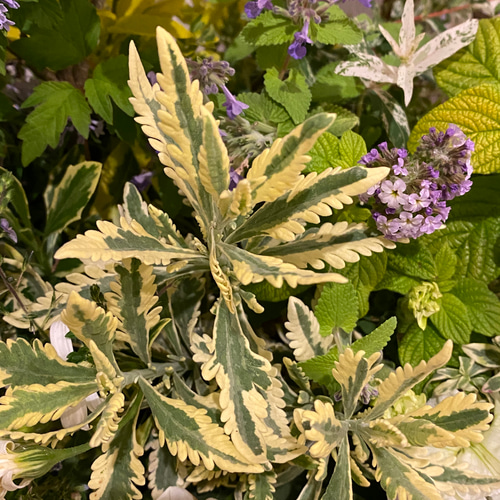 母の日ギフト】ビバーナム『スノーボール』をメインにやさしい色合いの