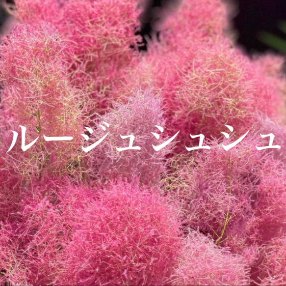 スモークツリー　苗　ルージュシュシュ　苗木　雌株 1枚目の画像