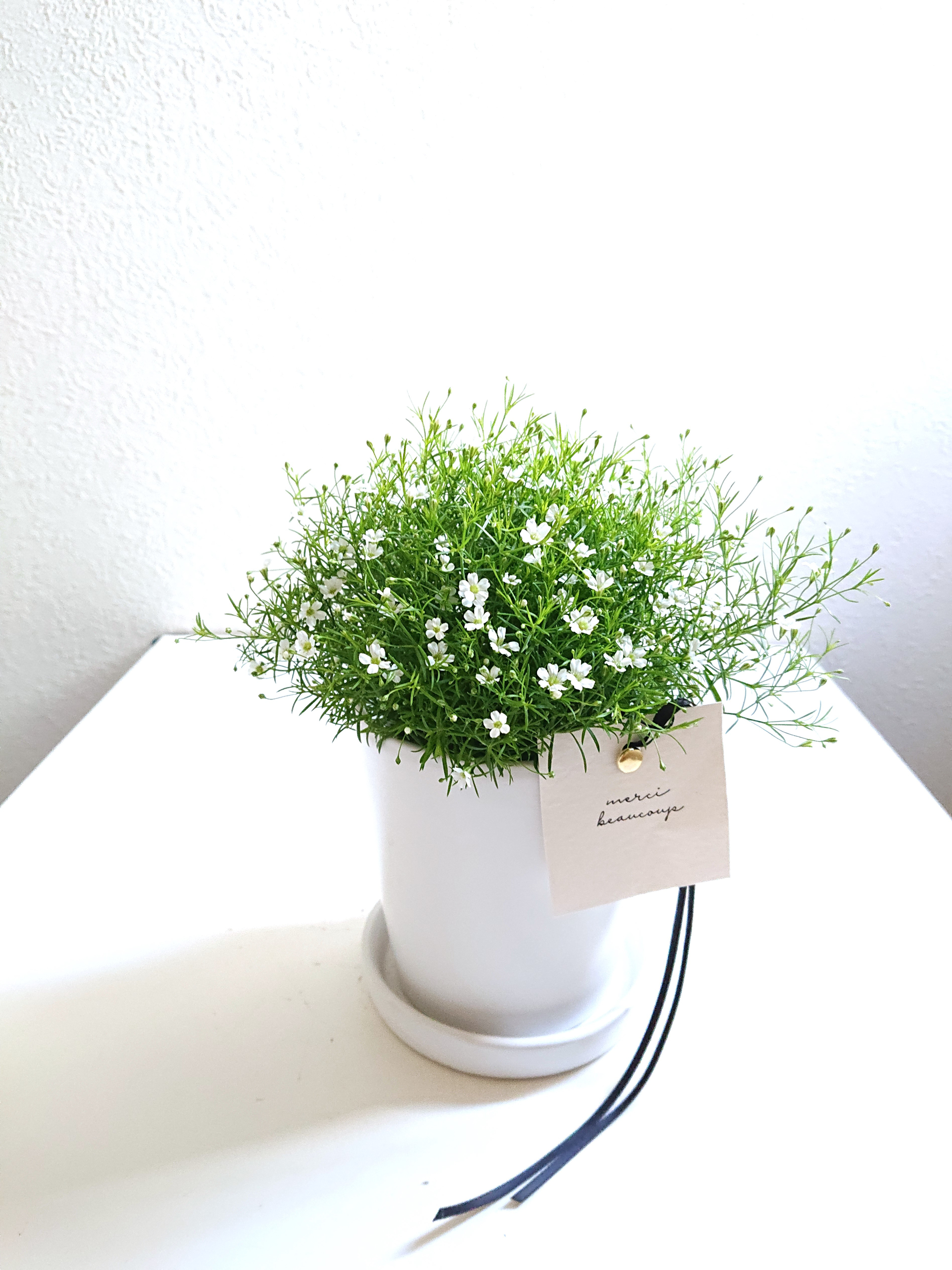 かすみ草