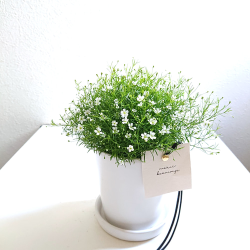 ○数量限定○新作○ 幸福 ”カスミ草（白花）ジプシー 鉢/受け皿