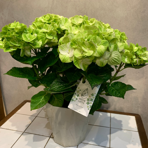 数限定❗️希少アジサイ❤️グリーンラテ 5号鉢 多肉植物