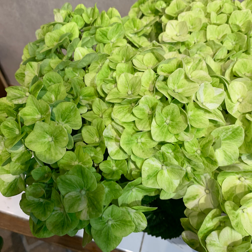 数限定❗️希少アジサイ❤️グリーンラテ 5号鉢 多肉植物