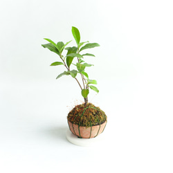 ミニ盆栽 茶の木 (チャノキ) 実生苗 2枚目の画像