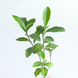 ミニ盆栽 茶の木 (チャノキ) 実生苗 4枚目の画像